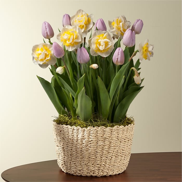 Cheerful Daffodil & Tulip Bulb Garden