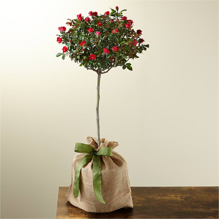 Dwarf Rose Topiary Plant