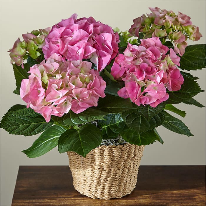 Pink Hydrangea Plant