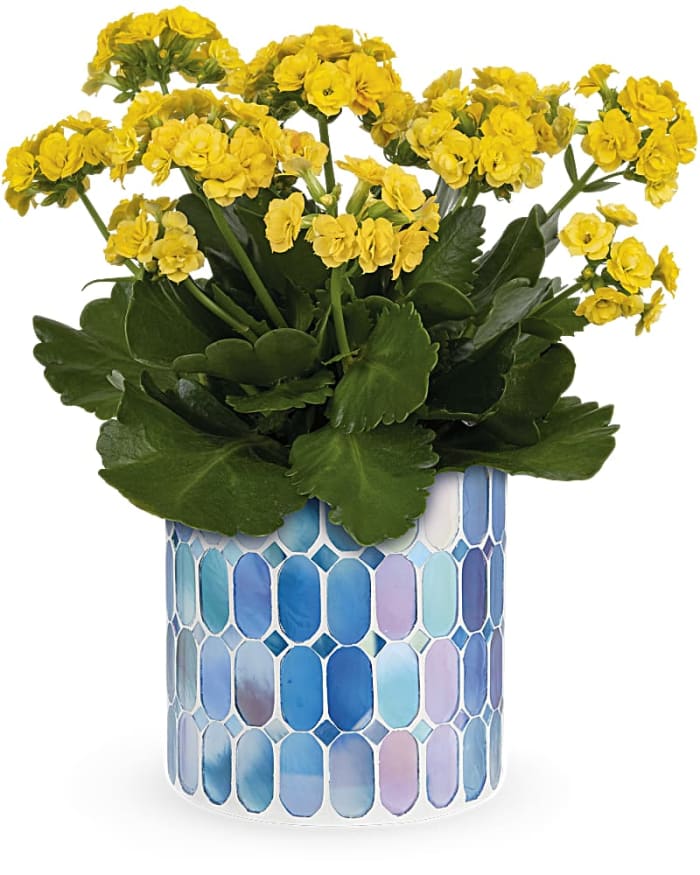 Teleflora's Sunny Kalanchoe