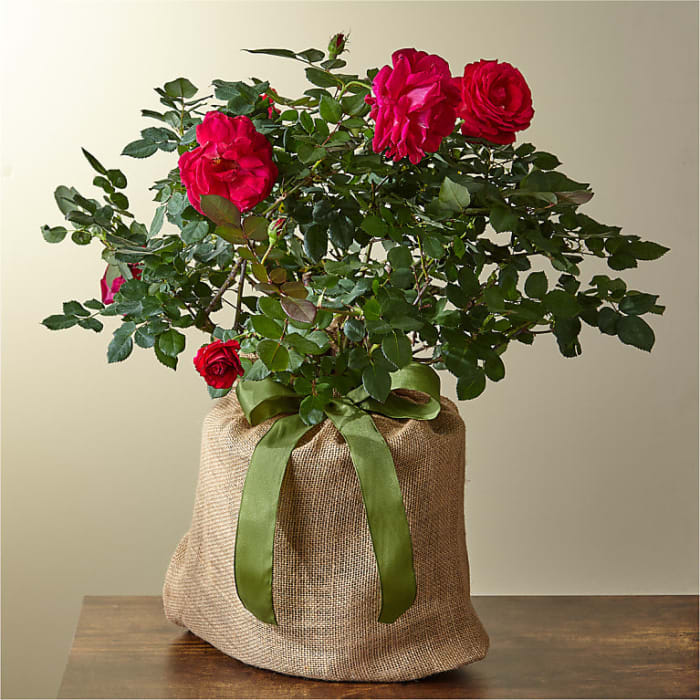 Sweet Spirit Rose Plant