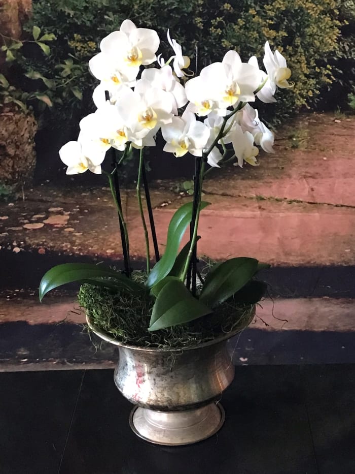 Sidney Urn with double white mini orchids