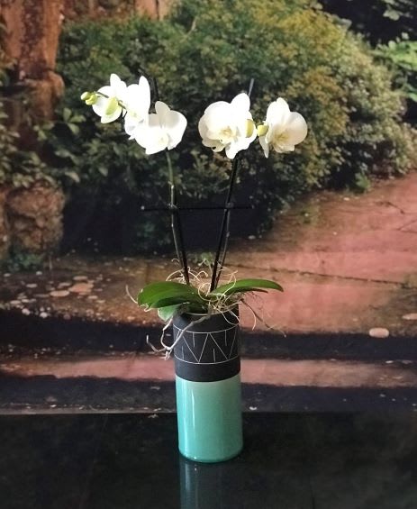 Aztecc Cylinder - Double White MiniOrchids