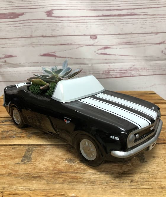 Speedy Succulent Plant in Camaro
