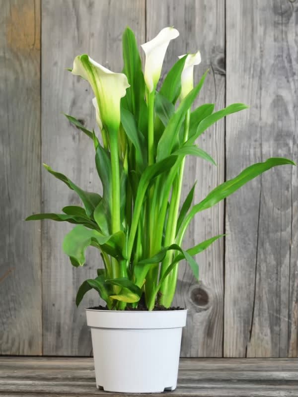 Calla Lily Plant