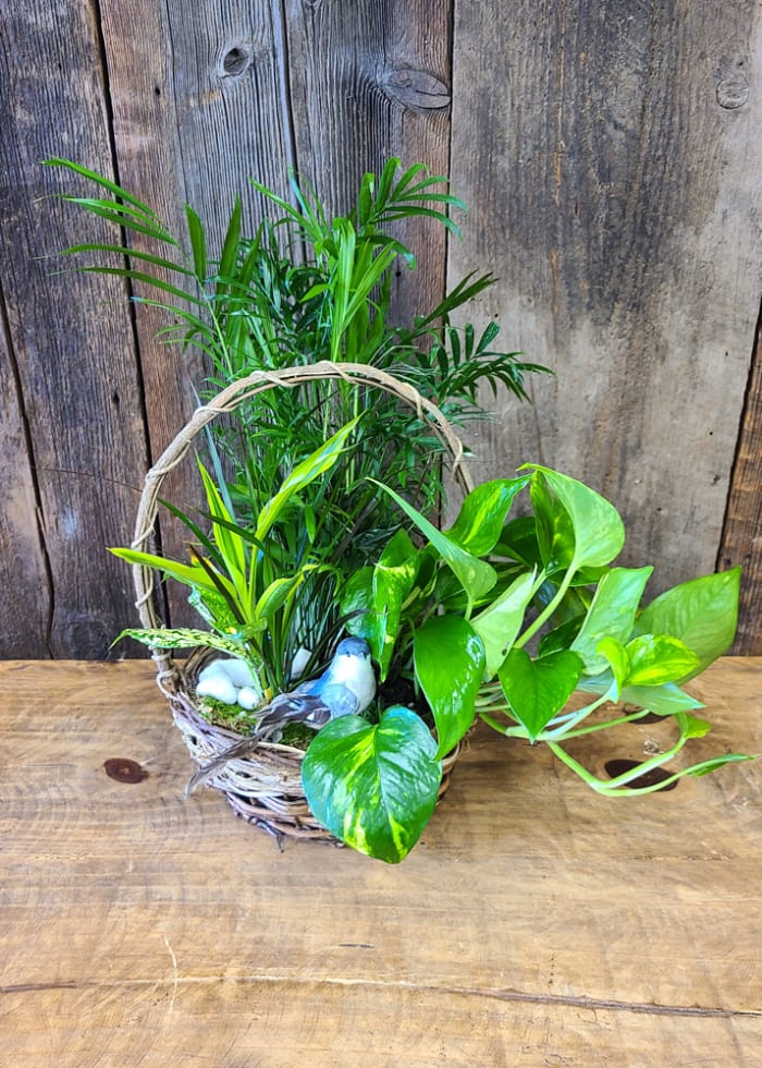 Bird in a Basket Garden