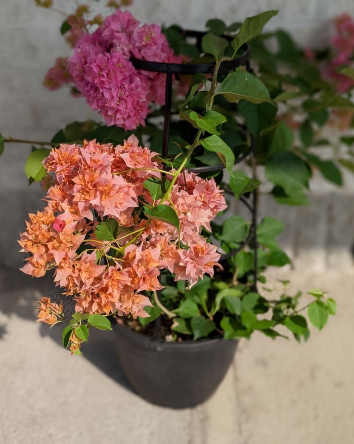 Bougainvillea