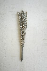 Dried Moti Sticks Bundle of 12 