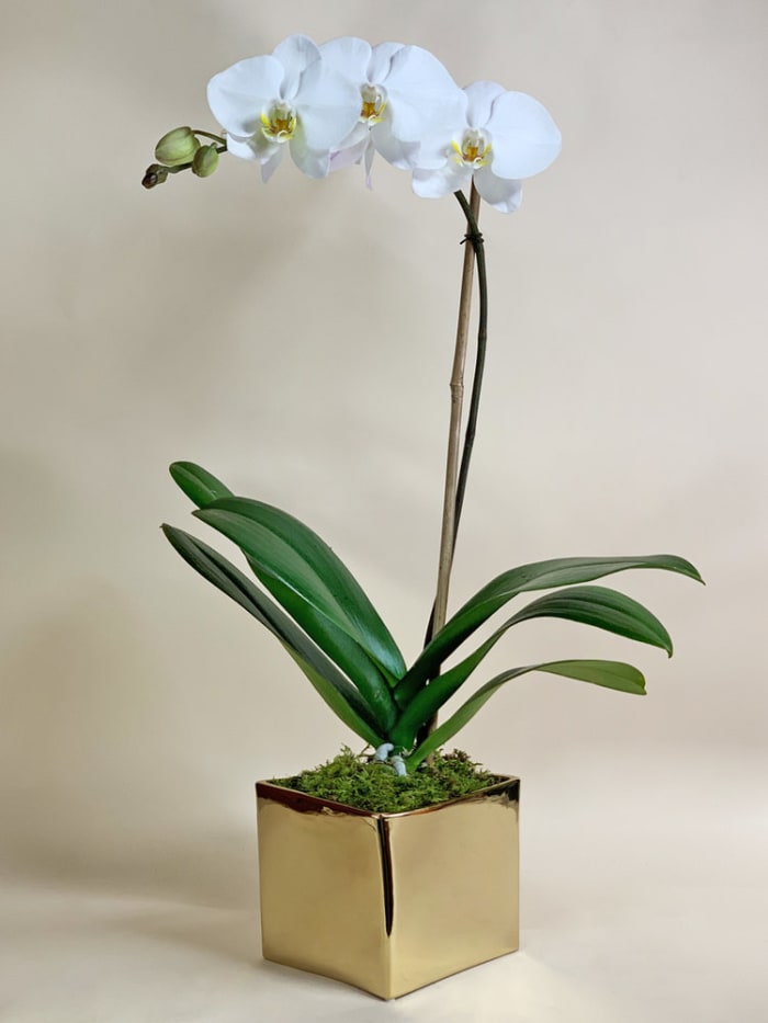 Single Stem White Orchid in Gold Cube