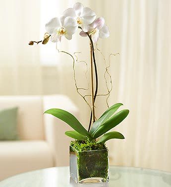 1 Stem White Phalaenopsis Orchid