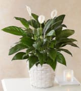 Peace Lily