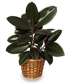 Rubber Tree Plant