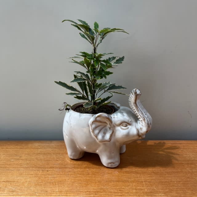 Lil Elephant Planter