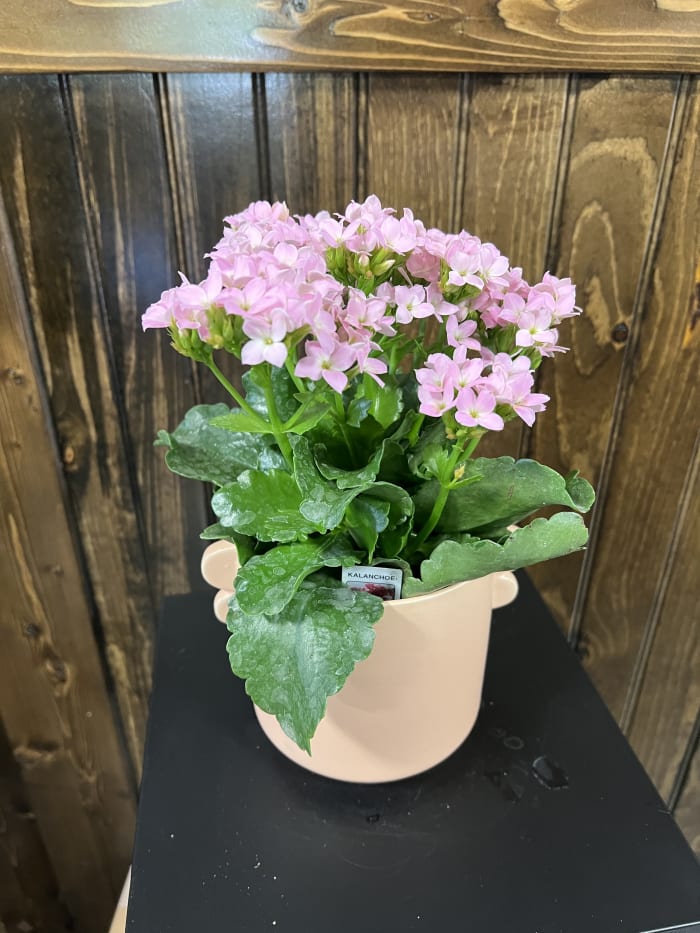 Kalanchoe