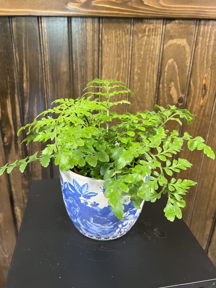 Foliage Fern
