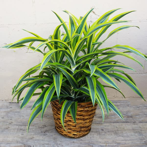 LEMON LIME DRACENA