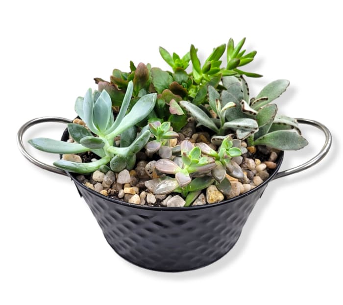 SUCCULENT DISH GARDEN