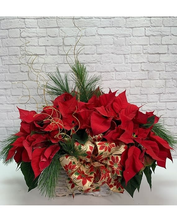 Triple Poinsettia Basket - 6 inch