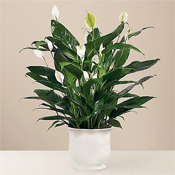 Small Elegant Spathiphyllum