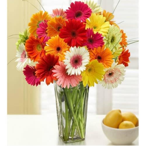 30 Mixed Gerbera Daisies