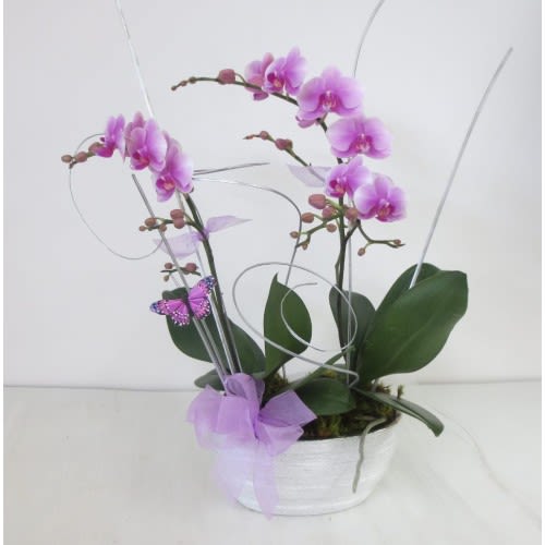 Double Purple Orchid