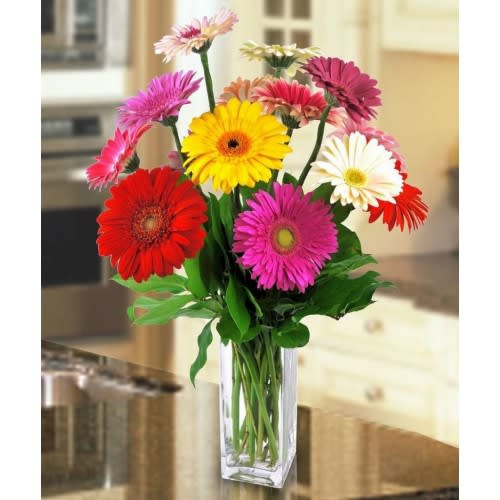 15 Gerbera Daisies Deluxe