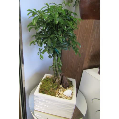 Schefflera Bonsai Tree
