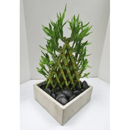 Large Pyramid Lucky Bamboo