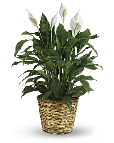 Sympathy Peace lily