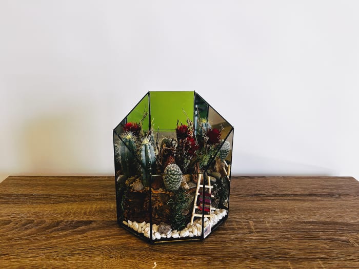 Cactus Terrarium