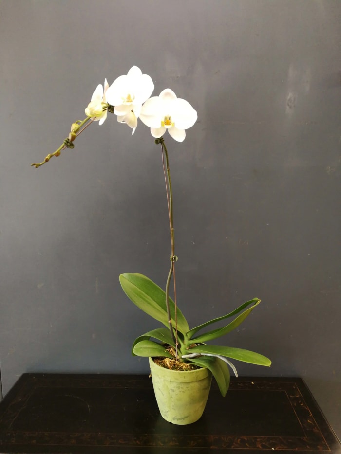 Single Stem 6" potted  Phalaenopsis Orchid