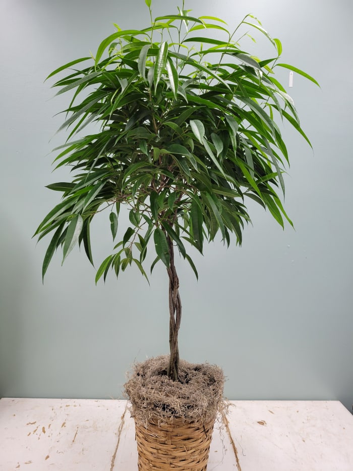 Ali Ficus