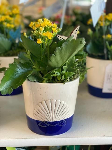 Blooming Seashell Planter