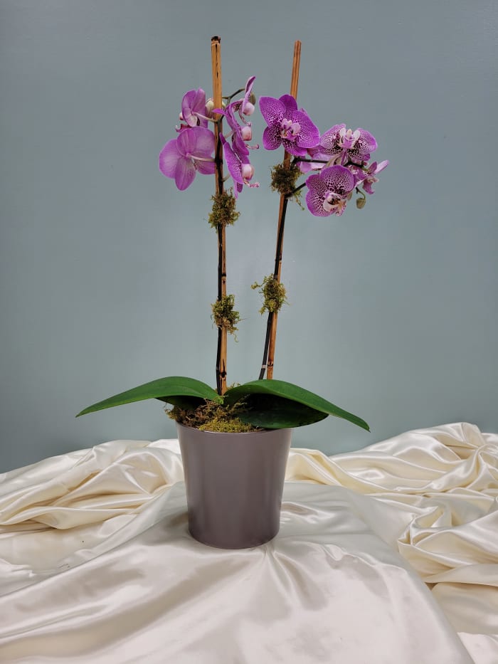 Purple Orchid