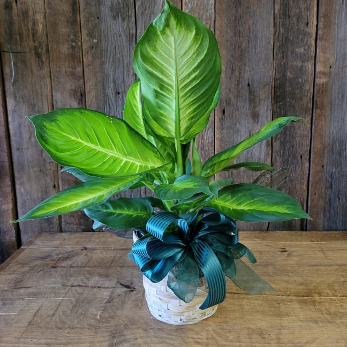 Dieffenbachia 6" Pot