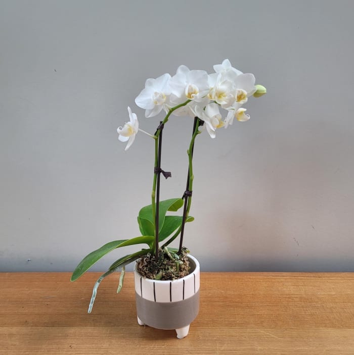 Small DOuble=== orchid in 4" pot