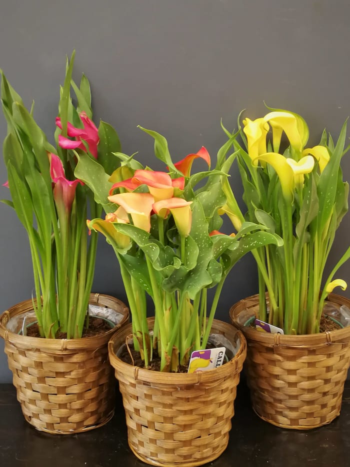Calla Lily