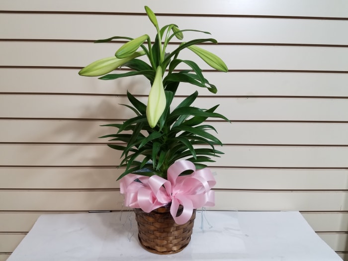 Single Stem Easter Lily Plant