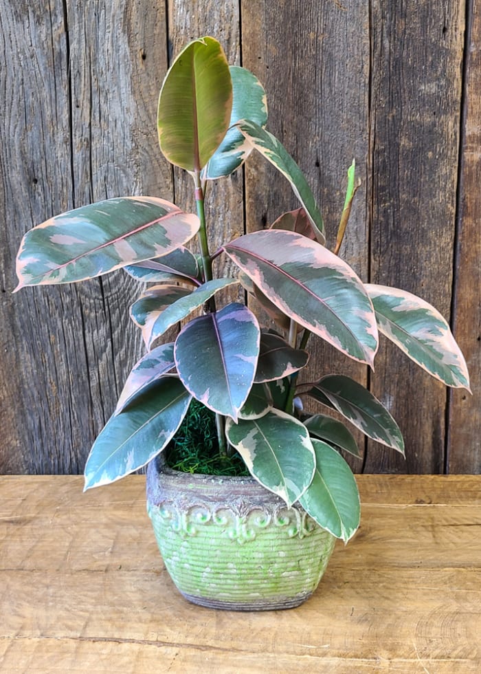 Variegated Rubber Plant (pink)