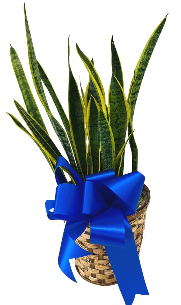 Sansevieria (Snake Plant) in 8" Basket PL-961 *ONLY 3 LEFT*