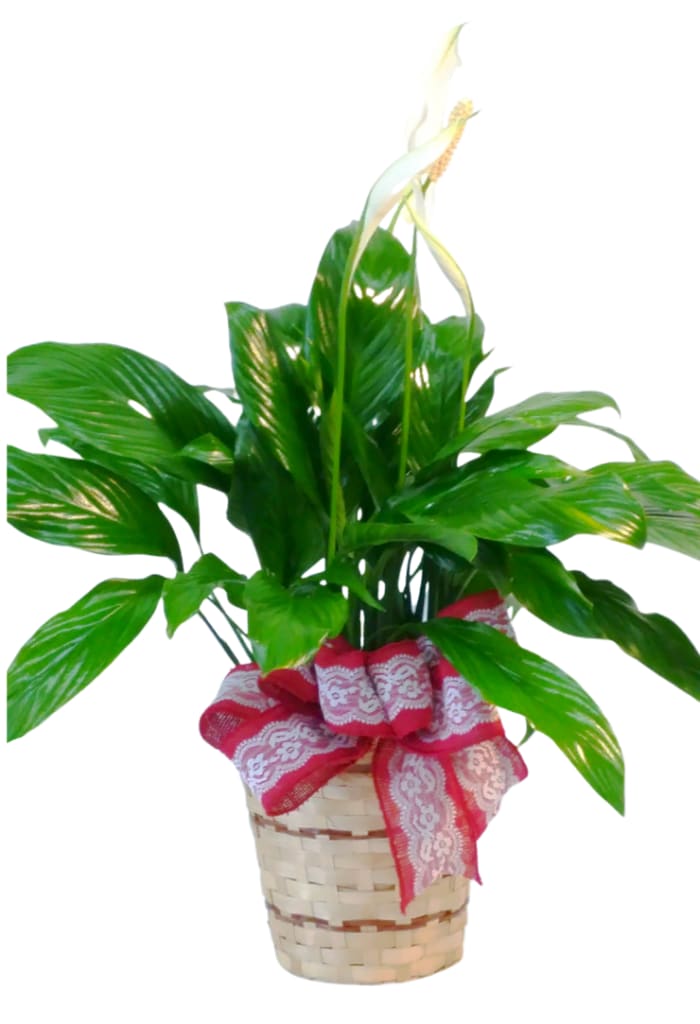 Spathiphyllum In a 6" Basket PL-907 *CHOOSE YOUR BOW COLOR*