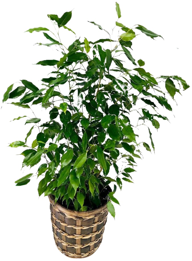 Ficus Benjamina in a 8" Basket PL-930