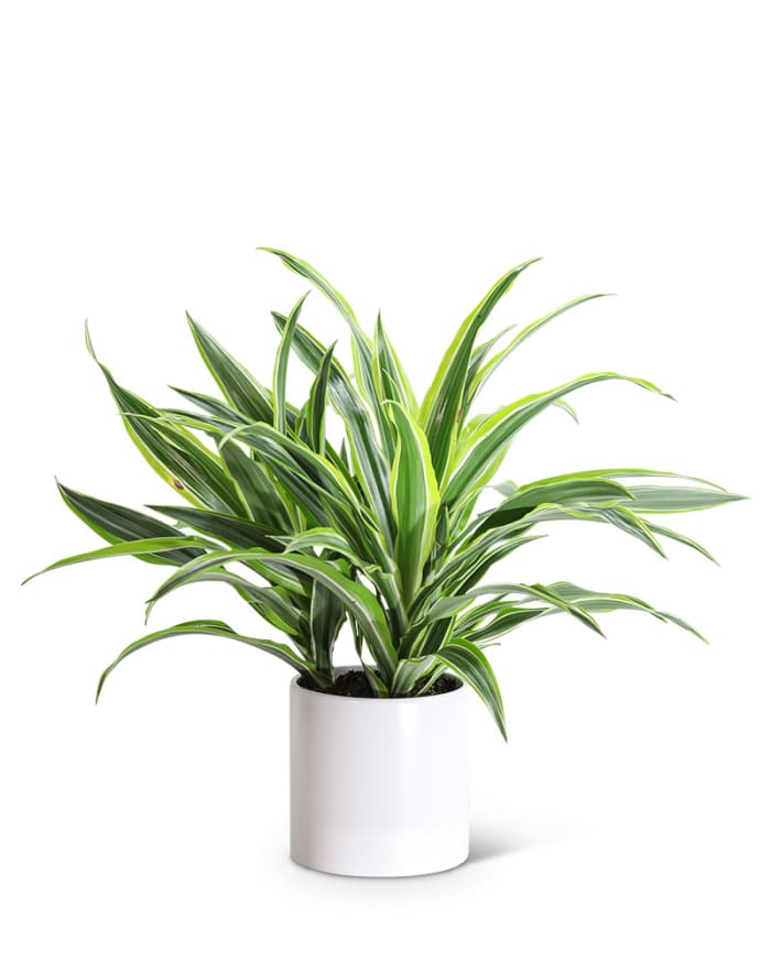 Dracaena Lemon Lime Plant