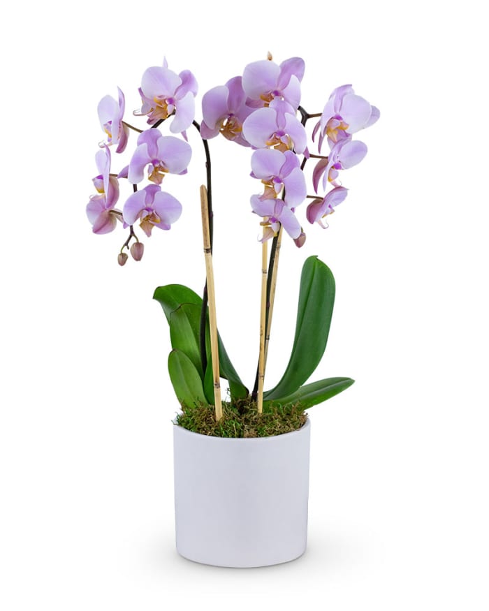 Phalaenopsis Orchid