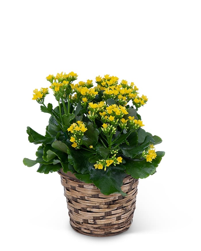 Yellow Kalanchoe Plant