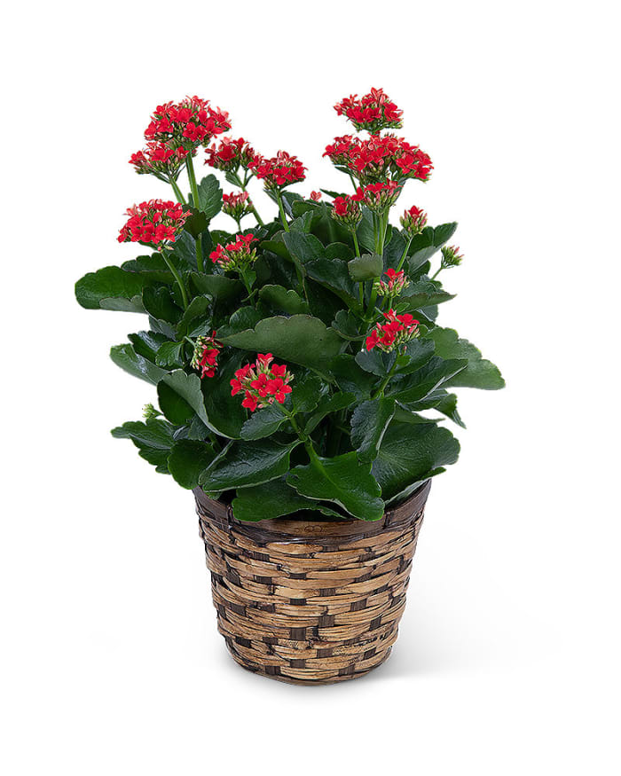 Red Kalanchoe Plant