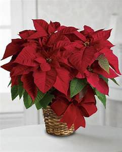 Red Poinsettia 7 inch