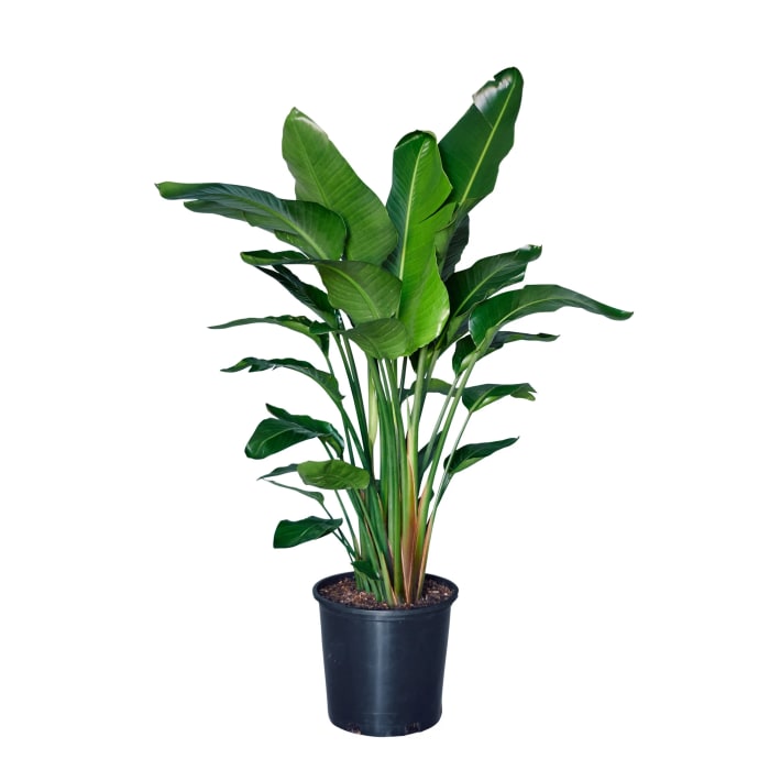 Bird-of-paradise-in-14-inch pot