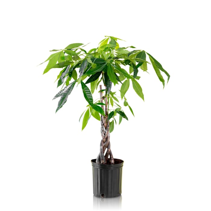 Money-Tree 8 inch pot