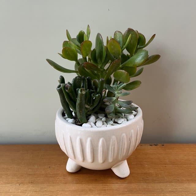 Jade Planter